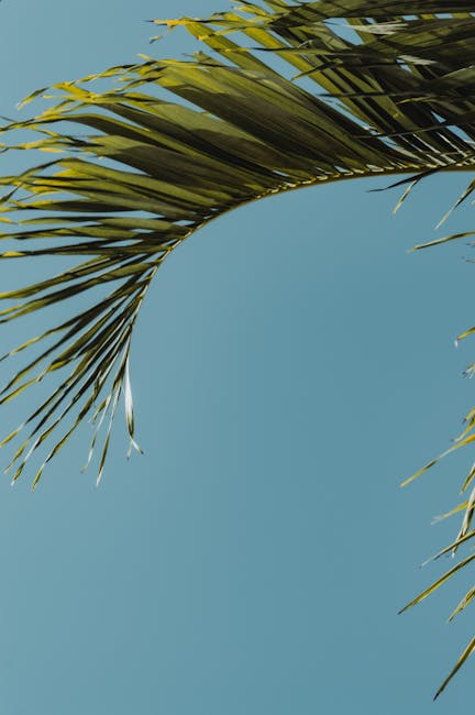 Tropical wellness retreat palm leaf under clear sky